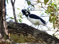Tufted Jay